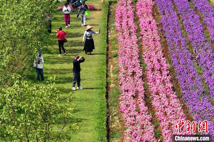 航拍江蘇鎮(zhèn)江郊外花海五彩繽紛扮靚大地
