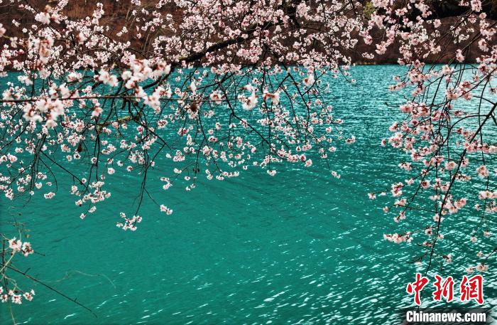 九寨溝景區(qū)桃花盛開引游人