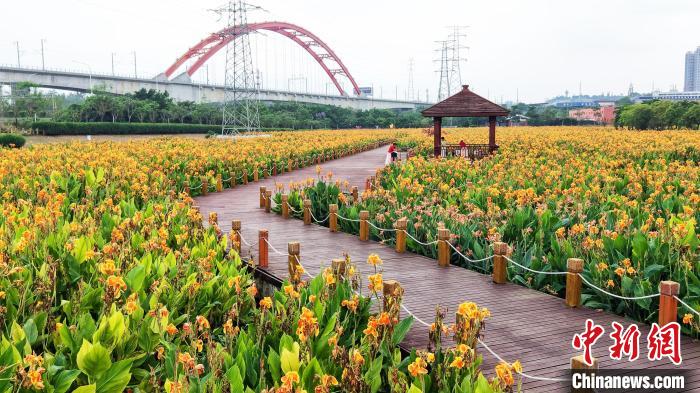 廣西南寧美人蕉綻放美不勝收