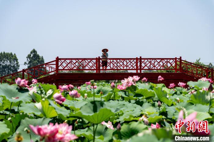 四川成都：千畝荷花盛開引游人