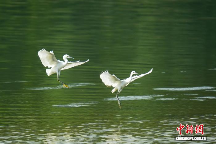 河南鄭州：白露時節(jié)白鷺飛