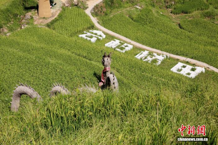 探訪浙江云和“中國(guó)最美梯田”：初秋美景吸引民眾