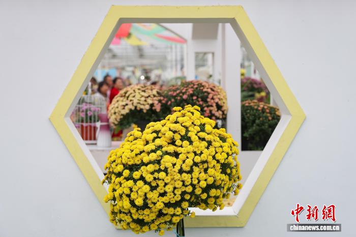 色彩繽紛南京農(nóng)業(yè)大學(xué)菊花基地“上新”