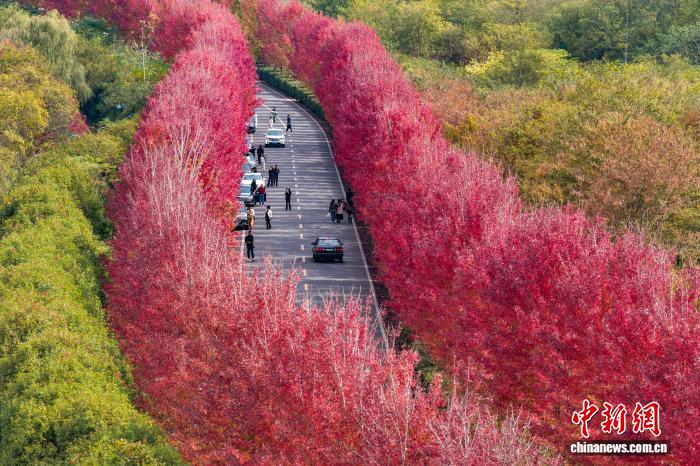 “楓”景獨(dú)好南京大泉湖畔如霞似火美如畫(huà)