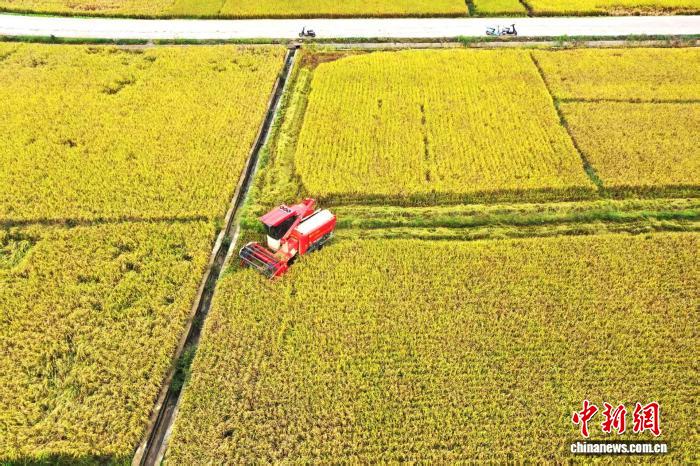 廣西平南晚稻開鐮收割機械化助力豐產(chǎn)增收