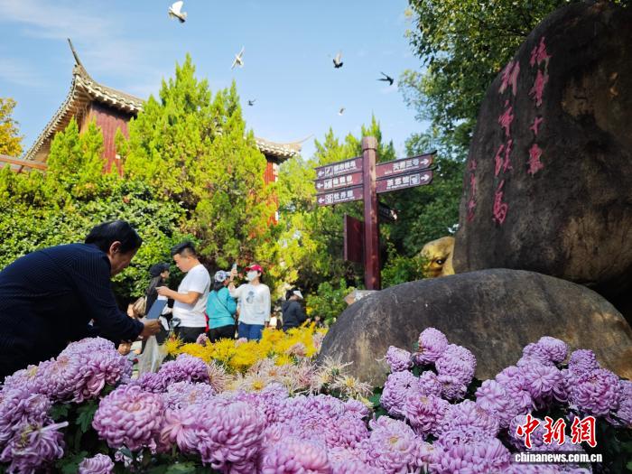江西南昌天香園萬菊綻放民眾醉游菊香花海
