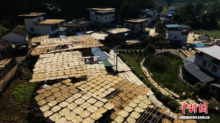 廣西田林：初冬曬筍好“豐”景