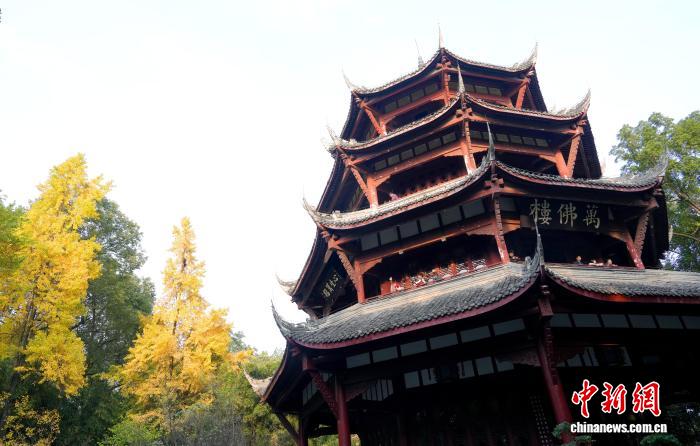 成都迎來(lái)銀杏觀賞季