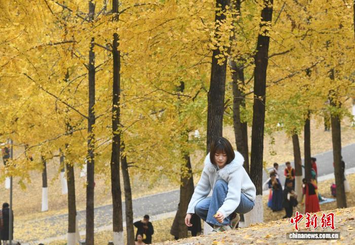 重慶：冬日銀杏美如畫金黃滿枝引游人