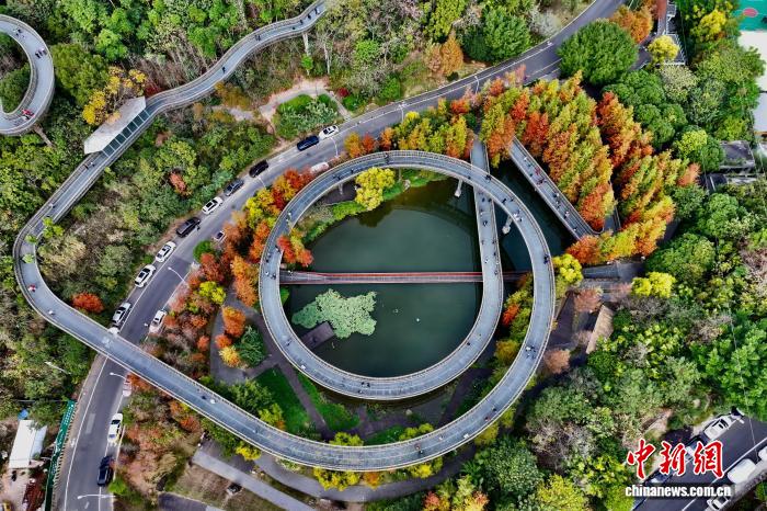 福建福州：福道水杉“換裝”迎客