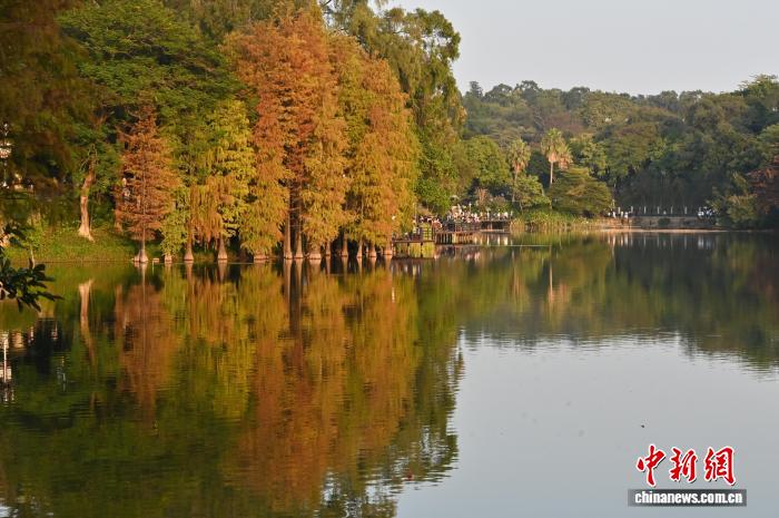 廣東廣州：落羽杉漸紅添冬意