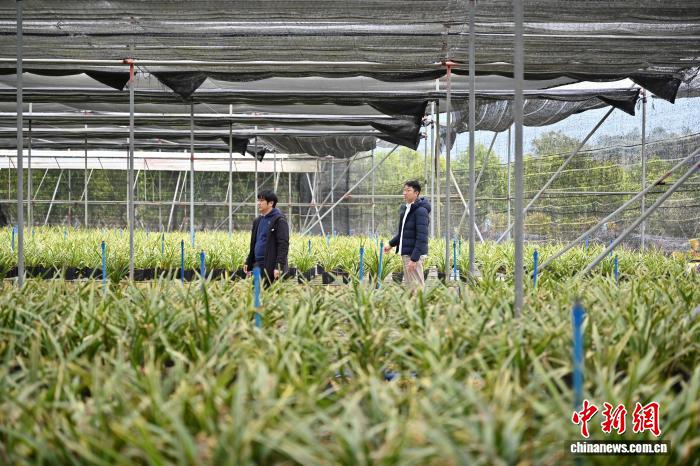 “臺農(nóng)二代”接力父輩扎根廣州打造“蘭花王國”