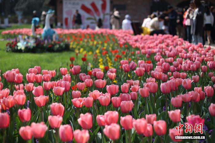 南京：郁金香盛放繪就春日花花世界