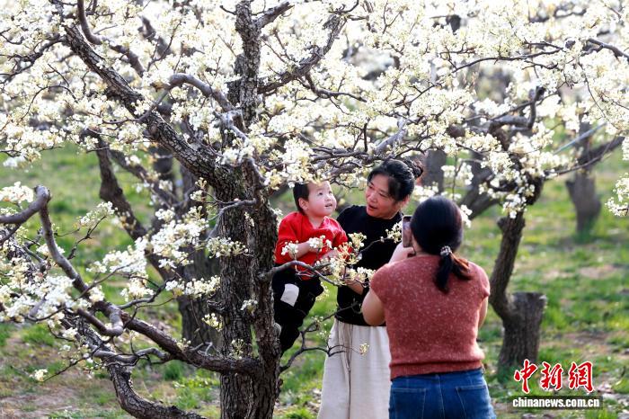 山東陽信百年梨園萬花競放引客來